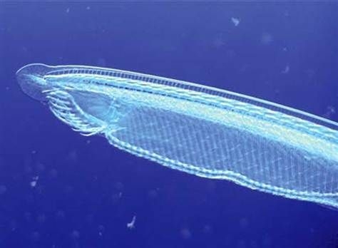 研究称人类是5亿年前生物DNA错误复制的产物插图 研究称人类是5亿年前生物DNA错误复制的产物